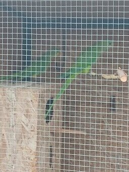 Prodám Rosela rubín-01 a papoušek nádherný-10-01