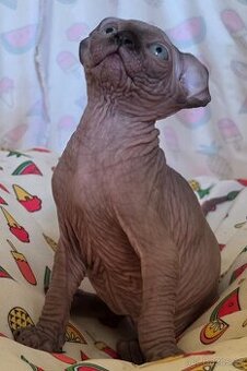 Rezervace koťát ELF sphinx