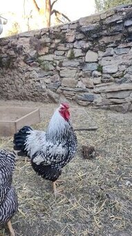 Prodám ročního kohouta - Wyandotka