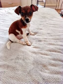 Krásná fenka Jack Russell teriéra
