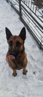 Belgický ovčák malinois