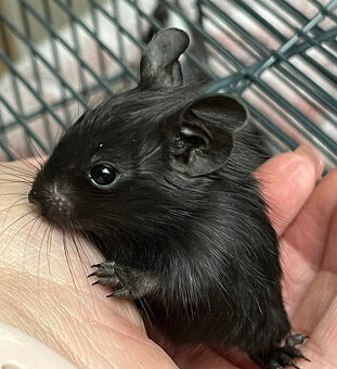 Mláďata osmáka degu s PP v různých barvách