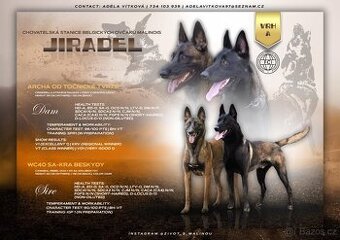 Belgický ovčák malinois s PP