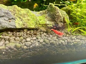 Mix krevetek neocaridina