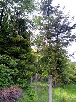 Sovinec-Krizov- pozemek 599 m2