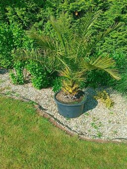 Datlovník kanárský (Phoenix canariensis)
