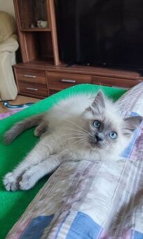 Ragdoll kočička Blue colorpoint bez PP