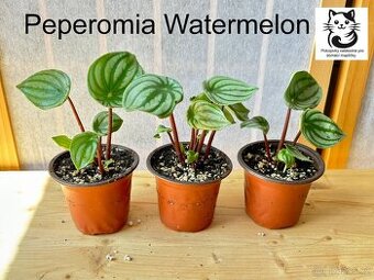 Peperomia Watermelon