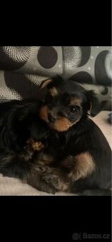 Yorkshire teriér (mini)