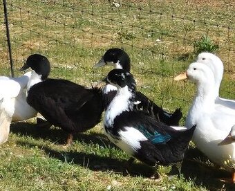 Kachna pekingská, pekinská x cayuga,