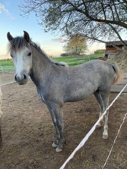 1,5 roční klisnička Wpbr