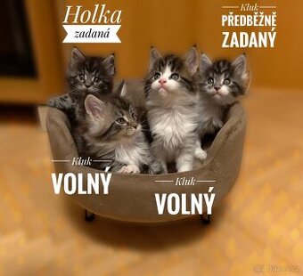 Mainská mývalí koťátka