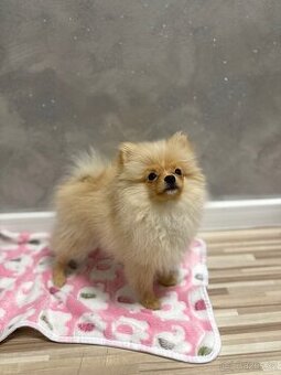 Pomeranian fenka - 1