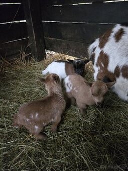 Holandská zakrslá koza