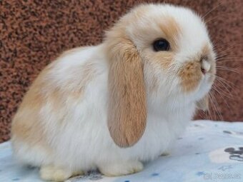 ★MiniLop Králíčci s odběrem na Vánoce ★