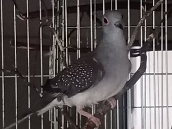 holoubek diamantový