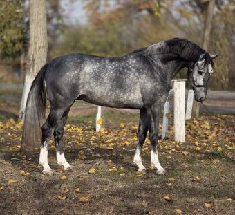 „Krásný, ochočený kůň na prodej.” - 1