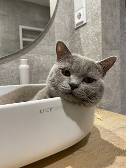 Britský kocour ke krytí