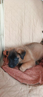 prodám štěňata belgického ovčáka