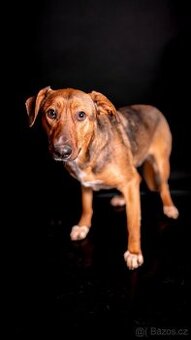 Billie - bojácnější štěně, kříženec, 10 měsíců