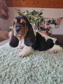 Basset hound, Basset, Baset