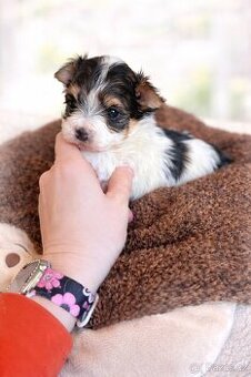 Jorkšírský teriér