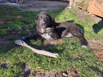 Belgický ovčák Malinois x Rhodéský ridgeback x ... .