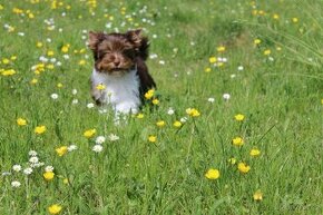 Biro Yorkshire Terrier s PP - fenečka k odběru