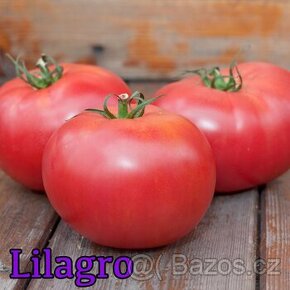 Sazenice rajčat 1
