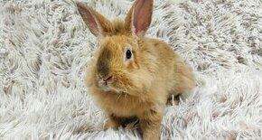 Zakrslý králík,králíček-(REX)-BUFFY