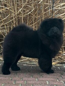 Štěně  chow chow 7 měsíců