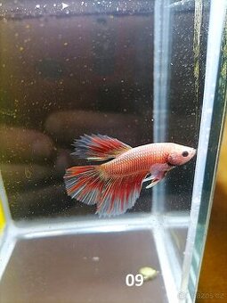 Betta Splendens - Betta bojovnice (Samec 09) - 1