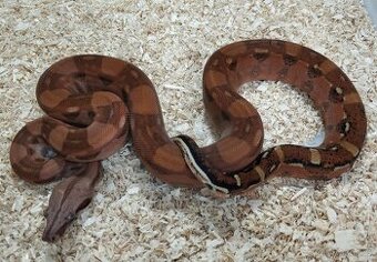Boa imperator - Hypo Aztec Red Pastel het Sharp Albino - 1