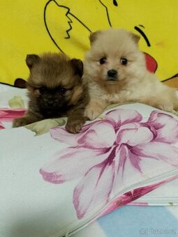 Pomeranian