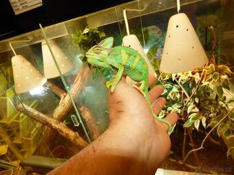 Chameleon jemenský
