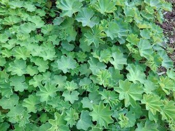 Kontryhel Thriller, Alchemilla mollis Thriller - 1
