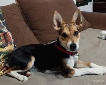 Jack Russell teriér
