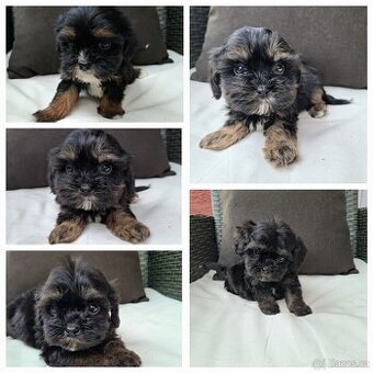 Shih-Poo