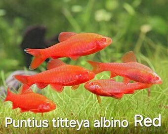 Parmičky duhové albino