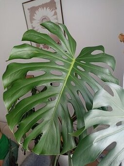 Monstera
