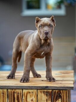 Bandog, Molos , Mastif