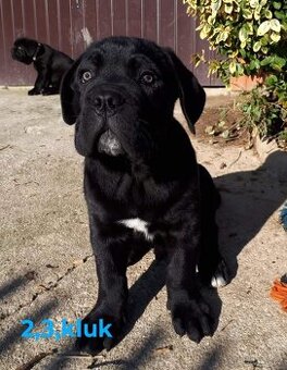 Cane Corso bez pp