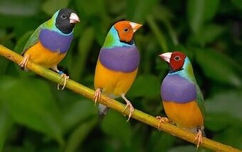 Amadina Gouldove.