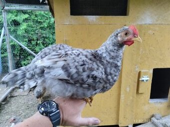 Kohout legbar a česká zlatá kropenka