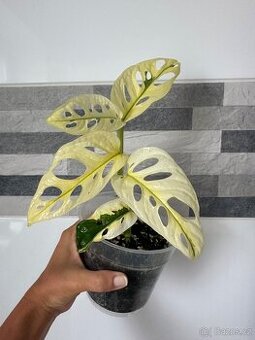 Monstera Adansonii Japanese Tricolor