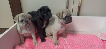 Mops