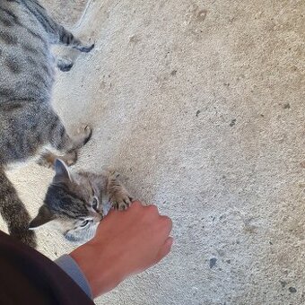Daruji 2 mourovaté koťátka