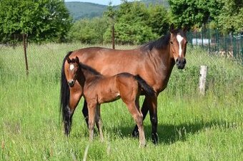 Dvouletá klisna po Tallmann TN