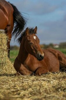Welsh Cob hřebeček