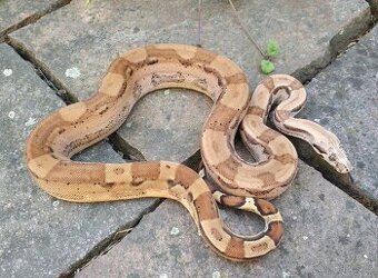 Boa imperator - Hypo Arabesque Keltic het Sharp Albino